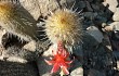 Preview photo Echinopsis acanthura