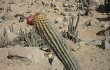 Preview photo Echinopsis acrantha