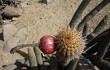 Preview photo Echinopsis acrantha