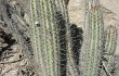 Preview photo Echinopsis acrantha