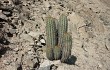 Anteprima di Echinopsis acrantha