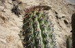 Vista previa de Echinopsis acrantha