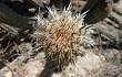 Preview photo Echinopsis acrantha