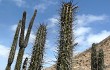 Anteprima di Echinopsis cephalomacrostibas