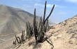 Anteprima di Echinopsis cephalomacrostibas