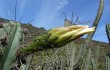 Preview photo Echinopsis chalaensis