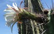 Preview photo Echinopsis chalaensis