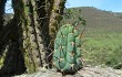 Preview photo Echinopsis chalaensis