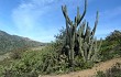 Anteprima di Echinopsis chalaensis