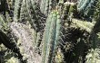 Preview photo Echinopsis chalaensis