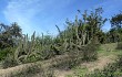 Anteprima di Echinopsis chalaensis