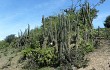 Preview photo Echinopsis chalaensis