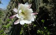 Preview photo Echinopsis chalaensis
