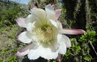 Preview photo Echinopsis chalaensis