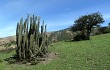 Preview photo Echinopsis chalaensis