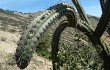 Anteprima di Echinopsis chalaensis