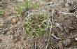 Anteprima di Echinopsis cinnabarina