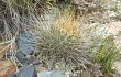 Anteprima di Echinopsis cinnabarina