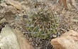 Anteprima di Echinopsis cinnabarina