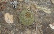 Anteprima di Echinopsis cinnabarina