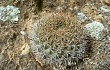 Preview photo Echinopsis cinnabarina