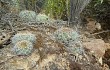 Anteprima di Echinopsis cinnabarina