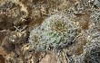 Anteprima di Echinopsis cinnabarina