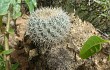 Preview photo Echinopsis cinnabarina