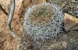 Anteprima di Echinopsis cinnabarina