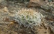 Anteprima di Echinopsis cinnabarina