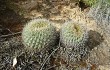 Preview photo Echinopsis cinnabarina