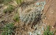 Anteprima di Echinopsis cinnabarina