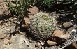 Preview photo Echinopsis cinnabarina