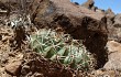 Preview photo Echinopsis cinnabarina