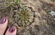 Anteprima di Echinopsis cinnabarina