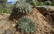 Anteprima di Echinopsis cinnabarina