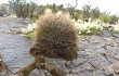 Preview photo Echinopsis cinnabarina