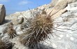 Anteprima di Echinopsis decumbens