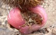 Preview photo Echinopsis decumbens