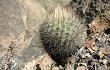 Anteprima di Echinopsis haynei