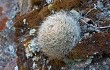 Vista previa de Echinopsis haynei