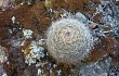 Vista previa de Echinopsis haynei