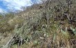 Anteprima di Echinopsis hennigiana