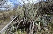 Anteprima di Echinopsis hennigiana