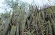 Preview photo Echinopsis hennigiana