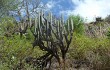 Anteprima di Echinopsis hennigiana