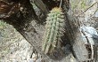 Anteprima di Echinopsis hennigiana