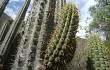 Vista previa de Echinopsis hennigiana