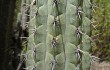 Anteprima di Echinopsis hennigiana