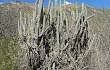 Preview photo Echinopsis hennigiana